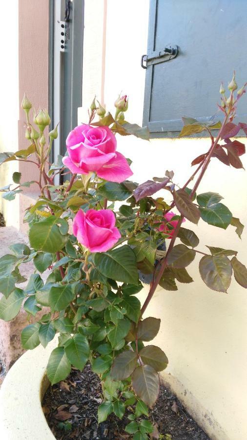 Quinta Do Outeiro Bed and Breakfast Vila Nova de Poiares Εξωτερικό φωτογραφία