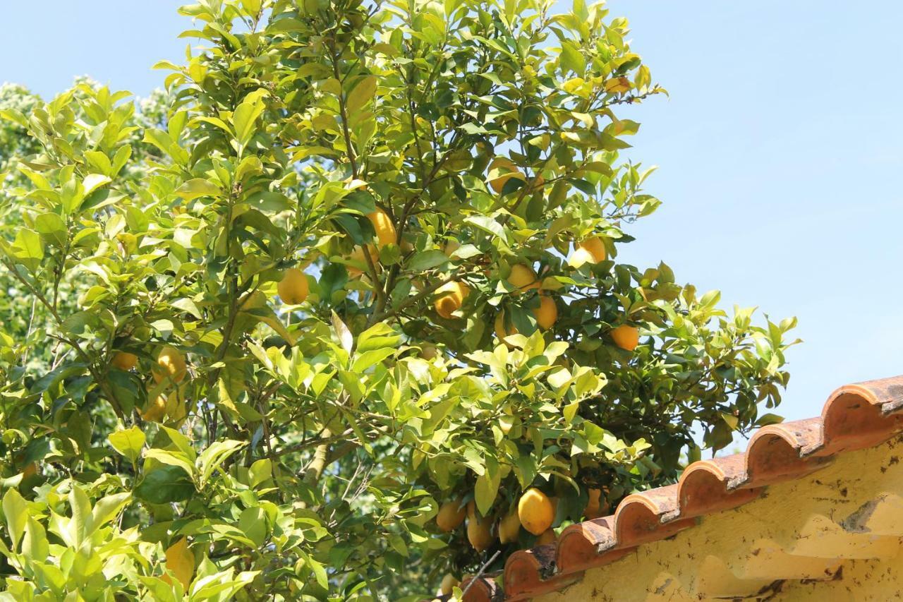 Quinta Do Outeiro Bed and Breakfast Vila Nova de Poiares Εξωτερικό φωτογραφία